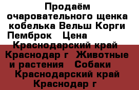 Продаём очаровательного щенка кобелька Вельш Корги Пемброк › Цена ­ 50 000 - Краснодарский край, Краснодар г. Животные и растения » Собаки   . Краснодарский край,Краснодар г.